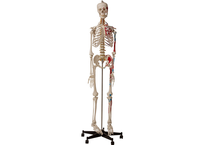 Скелет коллежей анатомический человеческий с мышцами и лигаментами