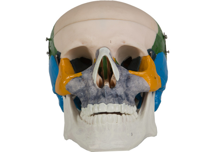 Крася тренировка образцово-показательной школы косточки черепа PVC анатомии взрослая