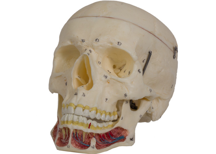 Черепные синусы покрасили человеческую модель черепа для тренировки