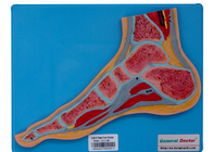 Модель анатомии раздела ноги человеческая со стойкой для тренировки школы