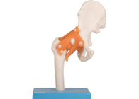 Локтя модели анатомии тренировки образования нога колена человеческого тазобедренная совместная с лигаментом