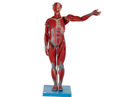 Тяжелый и высокий мужской анатомический PVC модели мышцы с внутренними органами