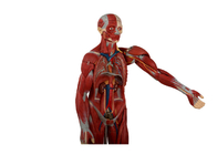 Образование тренируя человеческую модель анатомии торса с внутренними органами раскрывает заднюю часть