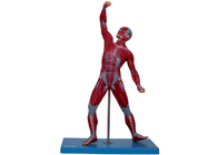Модель анатомии мышц медицинского института тренируя мужская со стойкой