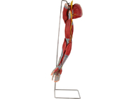 Модель анатомии PVC руки человеческая с главными нервами сосудов
