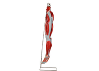 Модель анатомии ноги мышцы PVC с главными нервами сосудов для тренировки