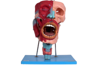 Человеческая анатомическая главная модель с носовой устной гортанью Cacities фаринкса