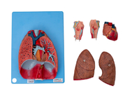 Модель анатомии кровеносных сосудов легкего сердца гортани человеческая для тренировки