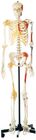 Рекламный скелет человека с односторонней окрашенной моделью анатомии человека