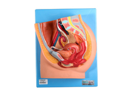 Модель таза PVC женская с генитальными органами для тренировки медицинских институтов
