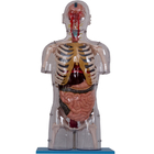 Реалистический PVC красит человеческую модель анатомии с внутренними органами