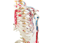 Анатомия тренируя скелет краски PVC с мышцами и лигаментами
