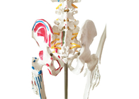 Анатомия тренируя скелет краски PVC с мышцами и лигаментами