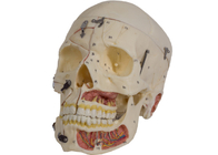 Модель анатомии черепа цвета кожи PVC с Nervi Vascularis