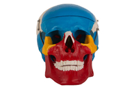 Голубой красный цвет покрасил пластиковый анатомический череп для тренировки медицинского института
