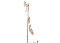 ISO 45001 модели анатомии косточки воротника частей руки Realisctic человеческий