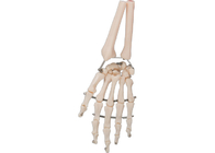 Модель 3D косточки руки PVC материальная человеческая для медицинской тренировки