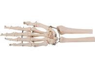 Модель 3D косточки руки PVC материальная человеческая для медицинской тренировки