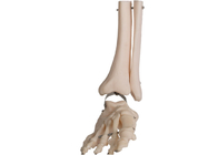 Ноги анатомии PVC ISO линия провода Fibula человеческой анатомическая модельная