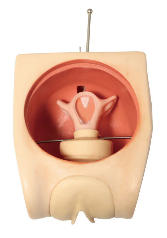 Модель тренировки искусства контрацепции точного анатомического имитатора Uterus гинекологического женская