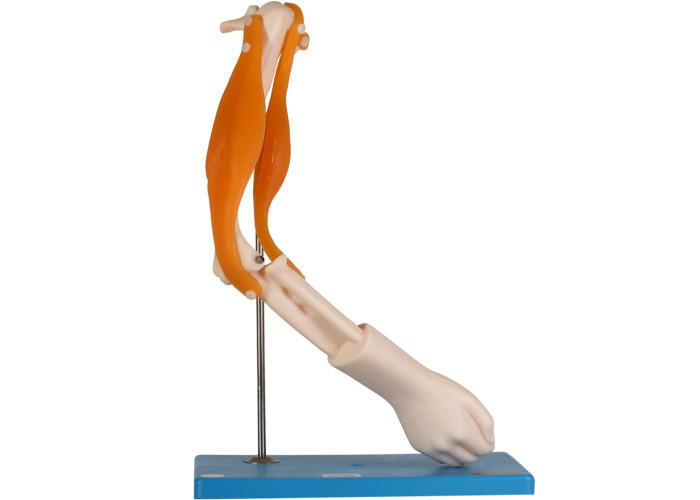 Модель коленчатого соединения функциональных мышц анатомическая для тренировки школы