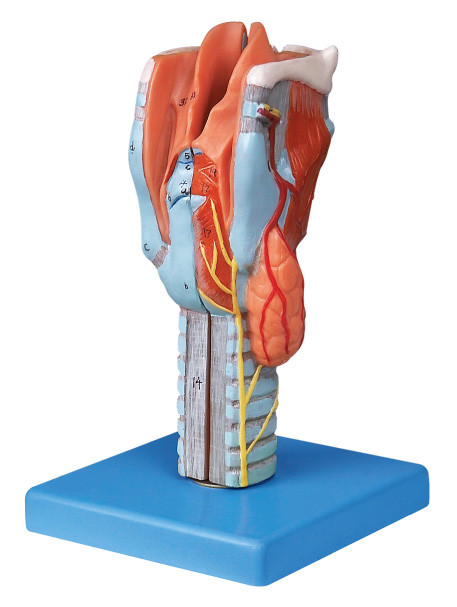 В натуральную величину распределенная модель анатомирования гортани людская для тренировки коллегаа