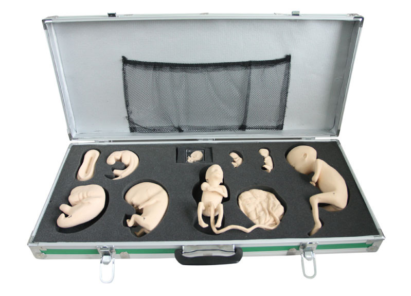 Портативная коробка с фетальной моделью для замечания и изучения зародышевого развития
