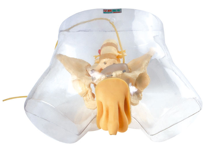 Медицинский модельный Manikin ухода, прозрачный мыжской уретральный имитатор катетеризации