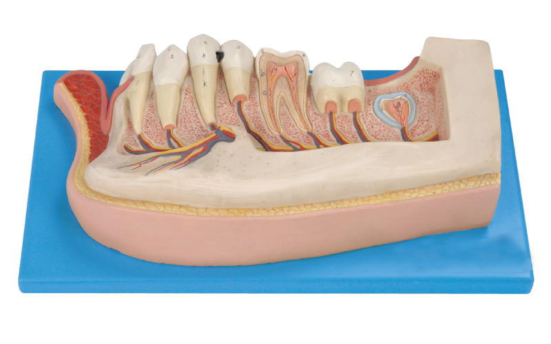 Людские зубы моделируют, 21 положение показаны нижнечелюстных постоянных зубов о ребенке