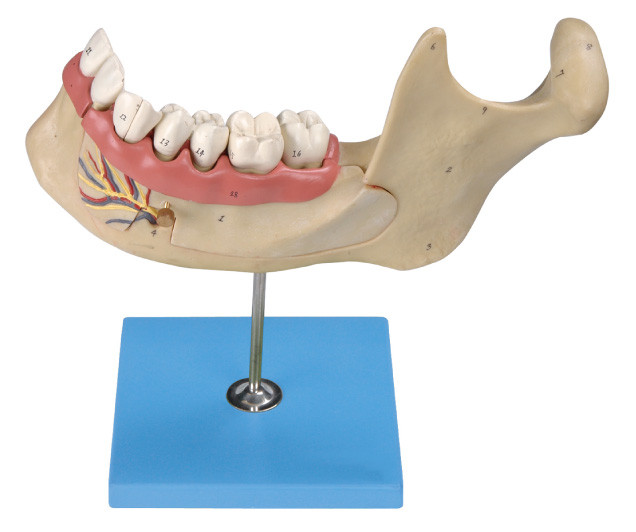 Людские зубы моделируют, 29 положений показаны увеличенных нижнечелюстных постоянных взрослых зубов