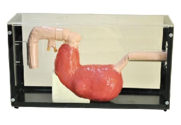 Stomach Gastroscope, инструмент образования имитации ERCP клинический с гарантированностью 1 года