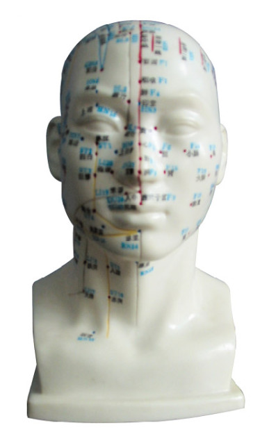 Людская головка с человеческим телом модели пункта иглоукалывания для медицинских коллежей