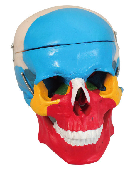 Модель 2 анатомирования цветастого разъединения черепа людская разделяет куклу тренировки