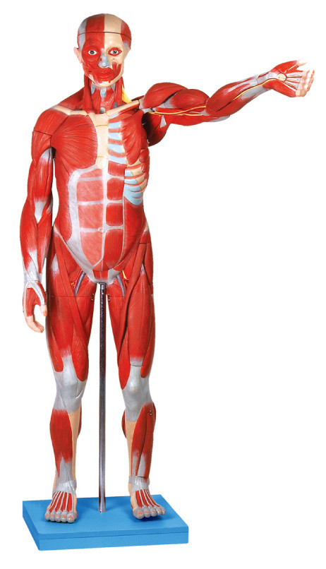 Мыжская анатомическая модель мышцы/людская модель анатомирования с внутренними органами 27 разделяют