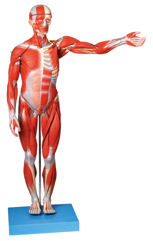 Мышцы мыжской людской модели анатомирования ligments выставок 18 частей