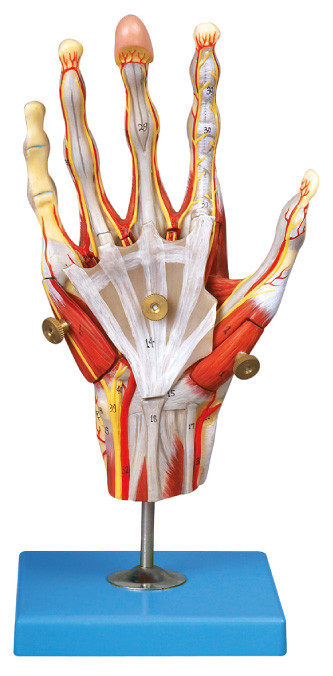 Мышцы анатомирования руки людского моделируют с главным дисплеем сосудов и положения нервов 42
