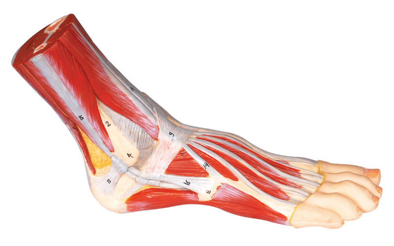 Рука анатомирования ноги людская модельная покрасила цвет для медицинской тренировки