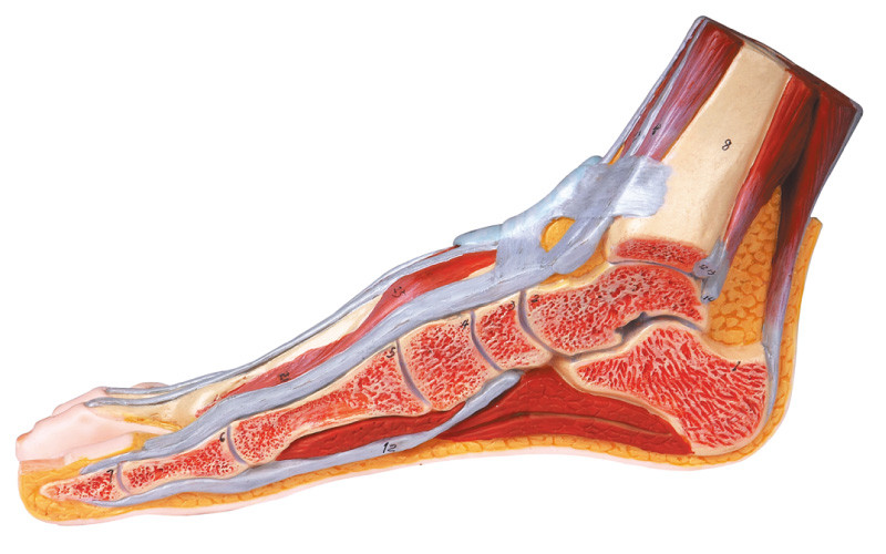 Медианный сагиттальный раздел модели анатомирования ноги людской при маркированный номер