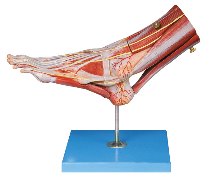 Мышцы анатомирования ноги людского моделируют с главными сосудами и нервы для структуры анатомирования демонстрируют