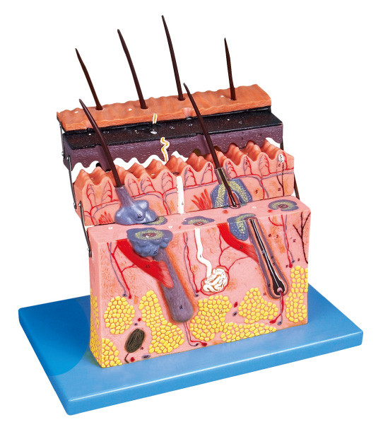 Модель анатомирования раздела кожи людская показывает что слои кожи для структуры анатомирования демонстрирует