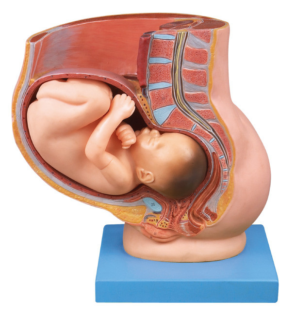 Таз с uterus в модели анатомирования девятой стельности месяца людской для медицинского образования