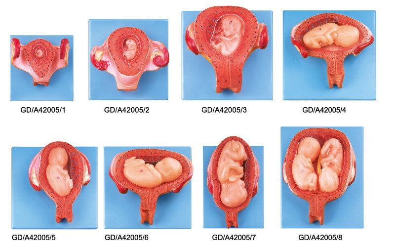 8 частей модели анатомирования зародышевого развития людской от сперва к седьмой стельности месяца