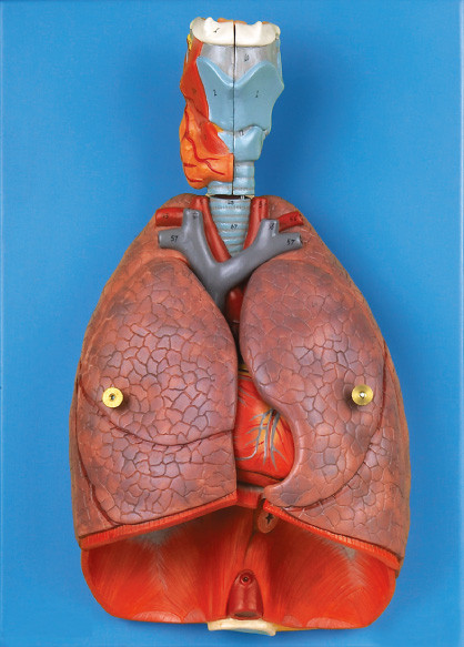 Внутренние органы гортань, сердце, инструмент образования модели анатомирования легкего людской