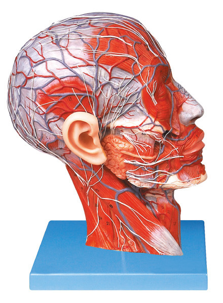 Предварительная головка PVC половинная с сосудами и модель анатомирования нерва людская для тренировки школ