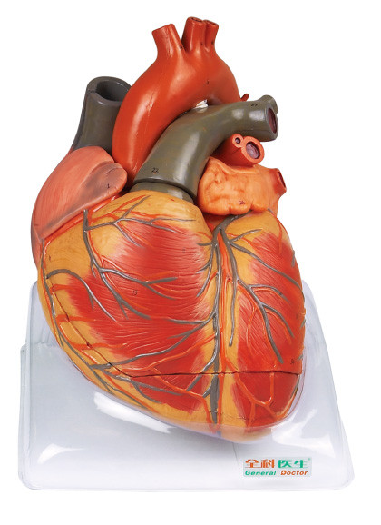 Модель анатомирования крупноразмерной взрослой модели сердца людская для нянчя тренировки shool