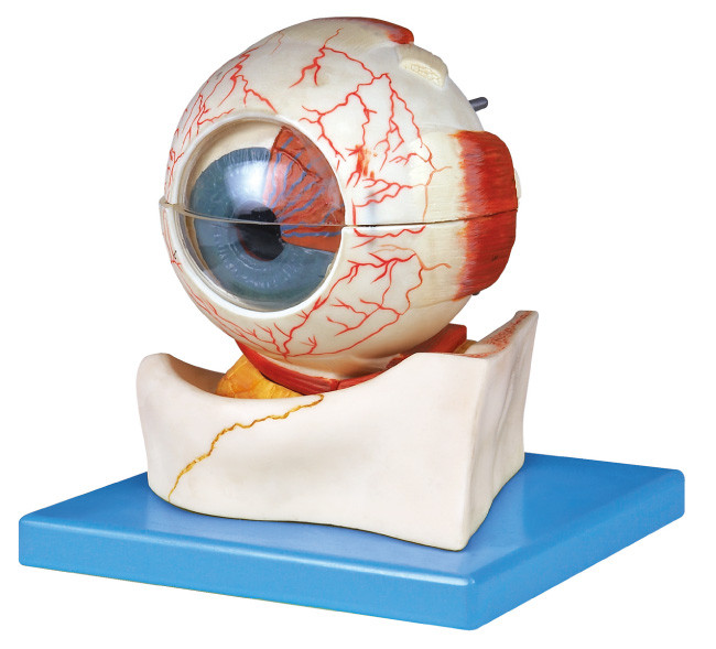 7 частей eye людская модель анатомирования с основанием для тренировки лаборатории