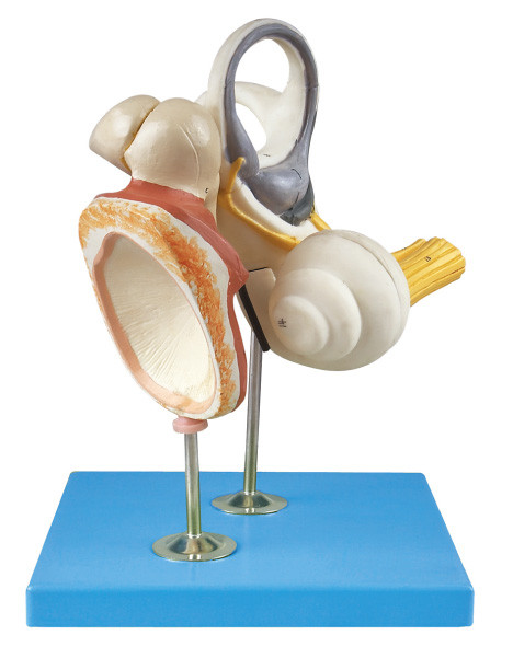 Внутреннееое ух ухо, слуховой Ossicle и Tympanic анатомирование Membrance людское моделируют