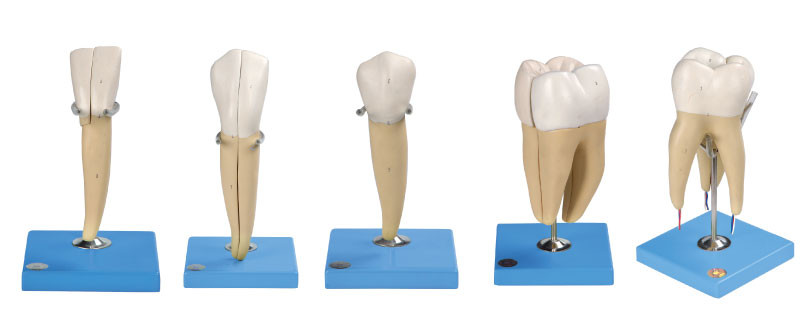 5 видов людской модели зубов сделанной из предварительного PVC для анатомической тренировки