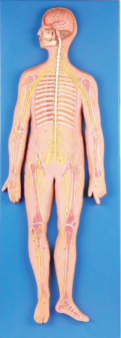 модели анатомирования слабонервной системы 33 положений имитатор людской медицинский