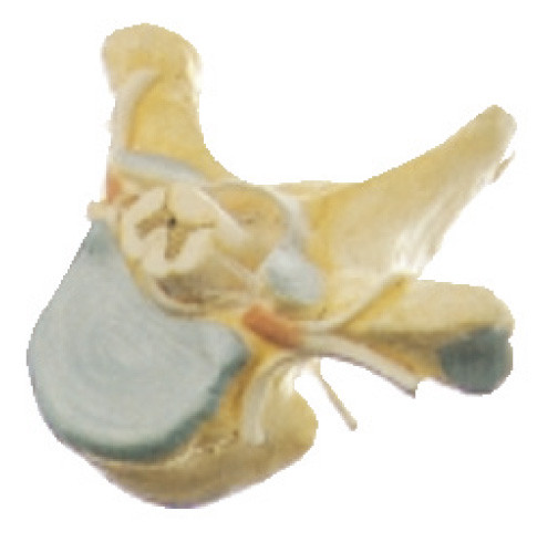 Торакальное Vertrebra с моделью анатомирования спинного мозга людской в профиле для медицинского имитатора